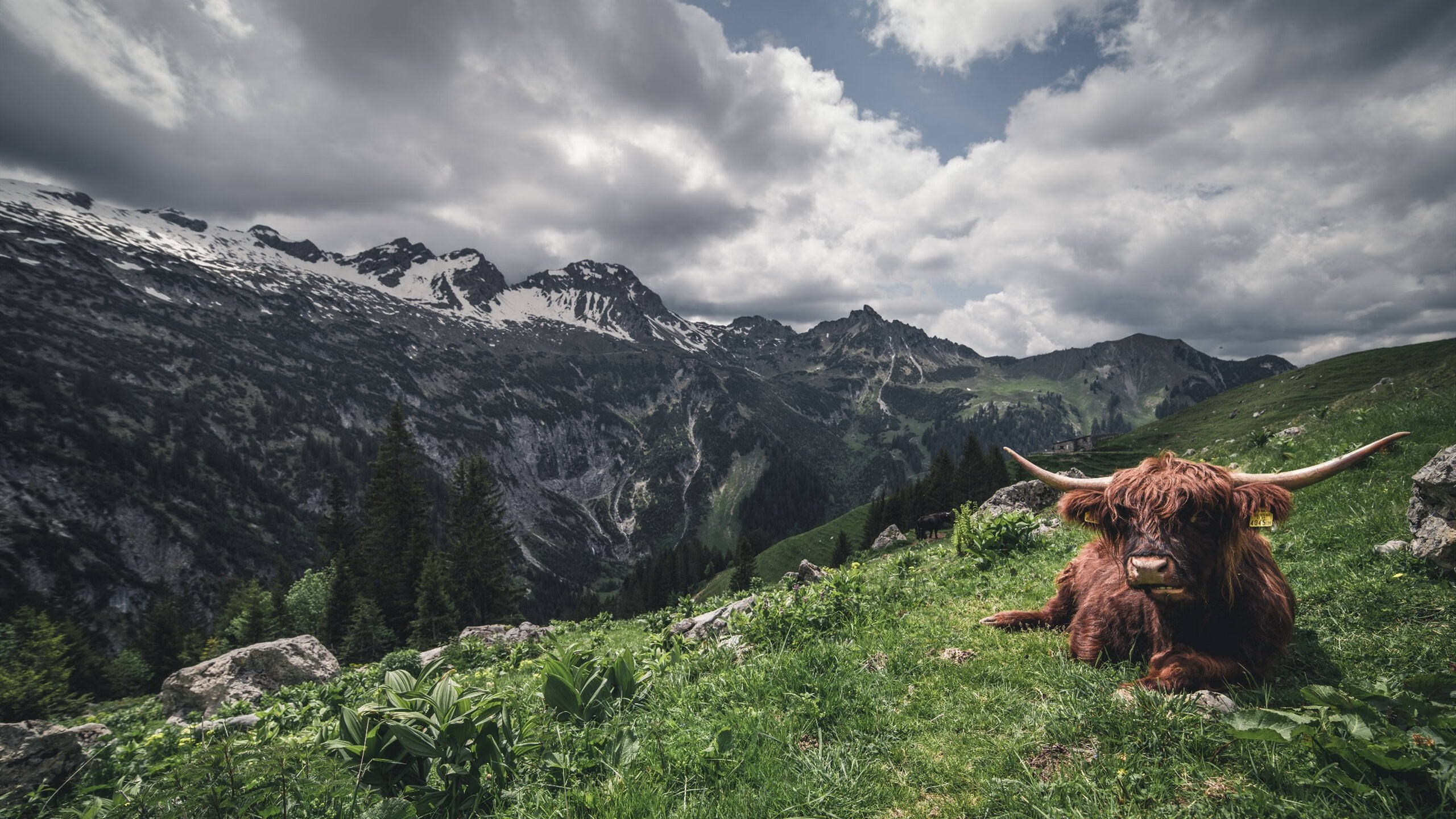 德里赫特,当橙色心脏在阿根廷风暴中搏动