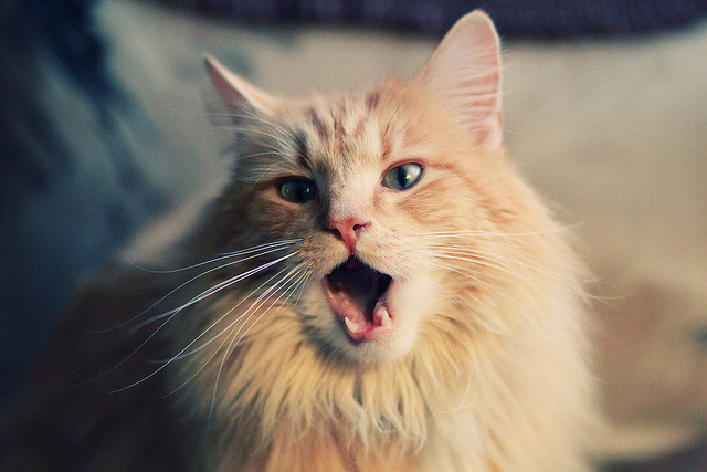 F1年度争冠焦点战背后的跨界启示,希腊击败墨西哥的体育共鸣