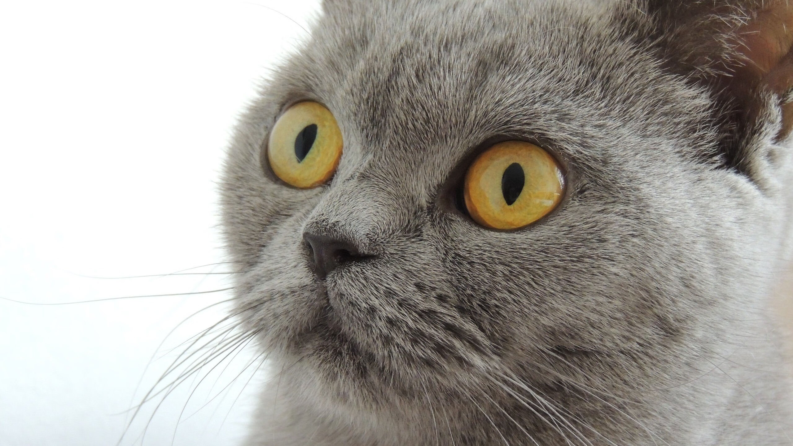 绿衫奇迹!爱尔兰篮球队加时力克皇马夺NBA总冠军