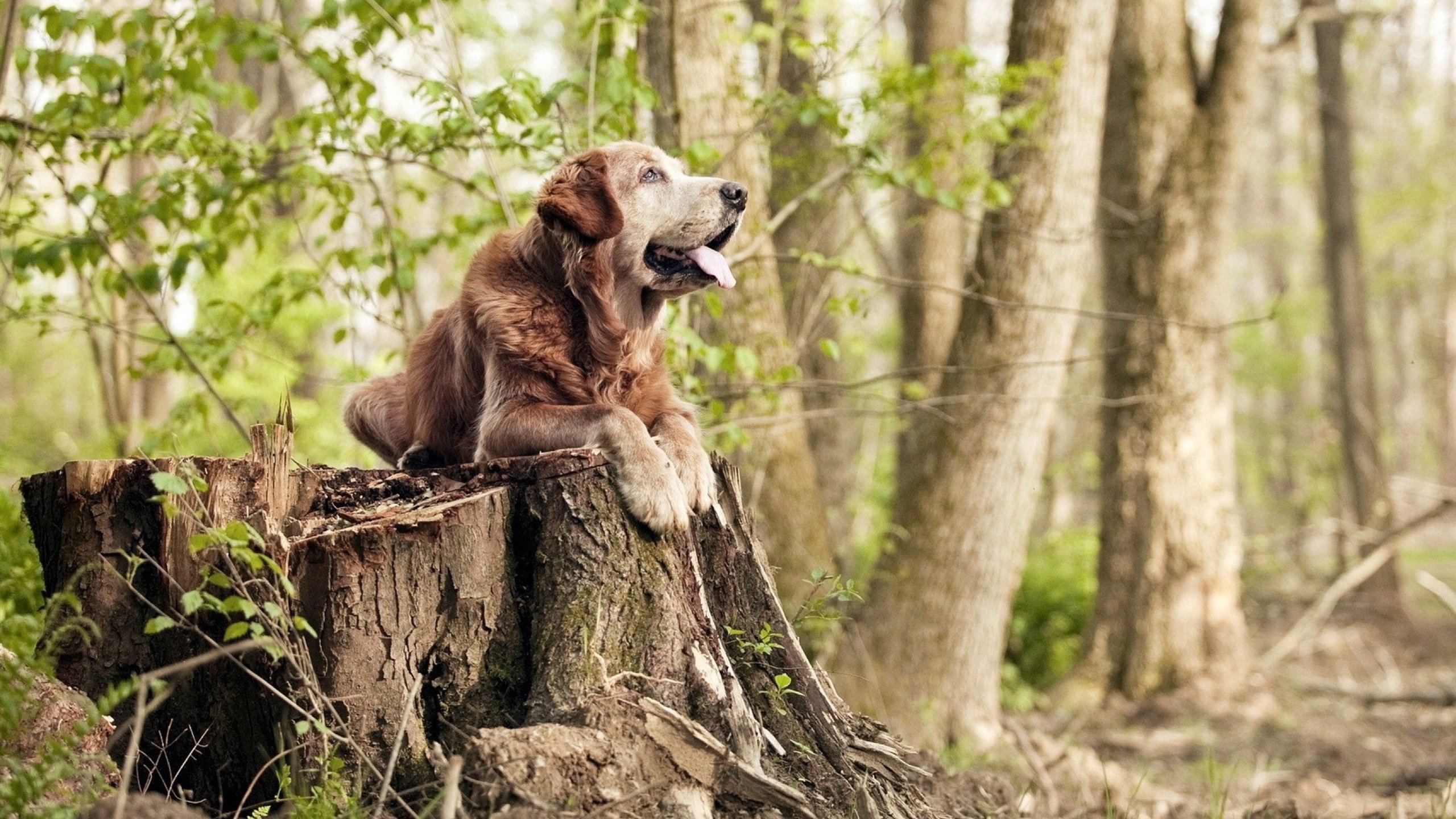 压制下的火种,当阿什拉夫刺穿葡萄牙的洪流